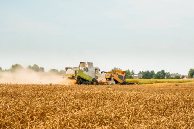Yaz mevsiminde tarlada buğday hasadı. İki modern hasatçıyı buğday başlığıyla birleştirin, geniş saman ayırıcı kesimi ve olgun buğday tanelerini harmanlayın. Tarımsal makinelerle mahsul toplama süreci