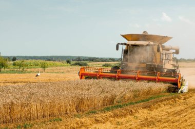 Döner saman yürüteci olgunlaşmış buğday tanelerini keser ve harcar. Hasat makineleriyle buğday başlığını birleştirin, geniş saman yayıcı ile mısır gevreği toplayın. Yaz mevsiminde tarımsal makinelerin ekinlerini tarlada toplamak