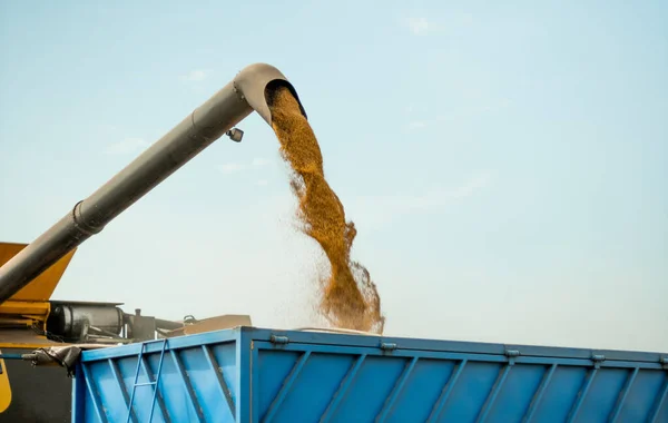 Unloading grains into truck by unloading auger. Ripe wheat grain falling from combine auger into cart. Wheat harvesting on field in summer season. Process of gathering crop by agricultural machinery
