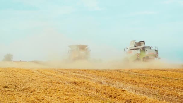 Lutsk, Ucrania - 5 de agosto de 2020: Dos cosechadoras modernas con separación del rotor, cortes de esparcidor de paja y umbrales de grano de trigo maduro. Proceso de recolección de cultivos por maquinaria agrícola en el campo — Vídeos de Stock