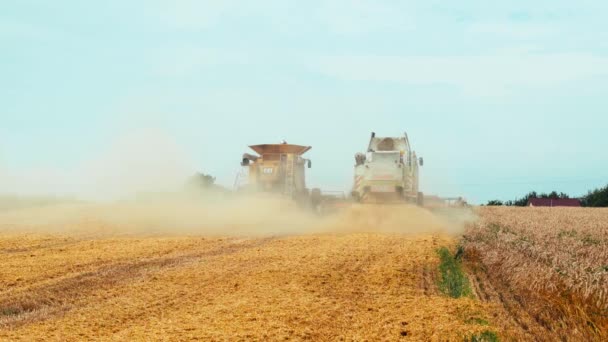 Lutsk, Ucrânia - 5 de agosto de 2020: duas modernas colheitadeiras combinadas com separação de rotores, cortes de espalhadores de palha e debulhas de grãos de trigo maduros. Processo de colheita por maquinaria agrícola em campo — Vídeo de Stock
