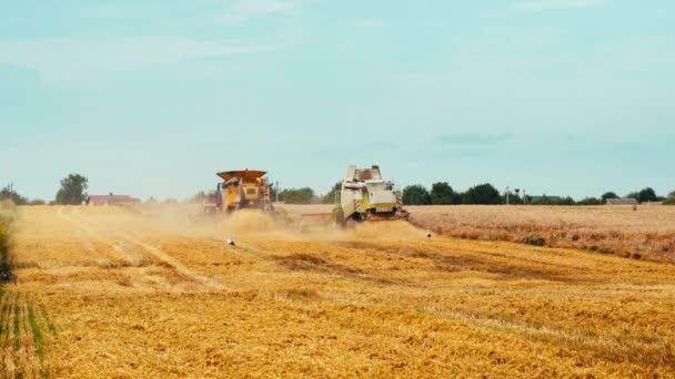 Cosecha de trigo en el campo en temporada de verano. Dos cosechadoras modernas combinan la separación del rotor, los cortes del esparcidor de paja y los umbrales de grano de trigo maduro. Proceso de recolección de cultivos por maquinaria agrícola — Vídeos de Stock