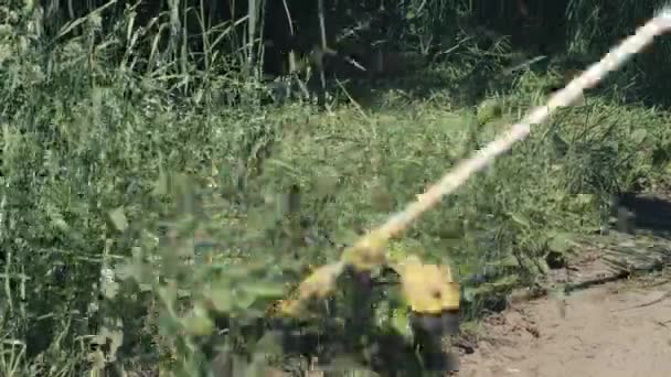 Hombre amateur cortando hierba por cortadora de cepillo de gasolina o recortadora de hierba con tres cuchillas de acero en forma de estrella y deflector de hierba. Jardín o herramienta agrícola utilizada para recortar malas hierbas. Cortador de cepillo manual — Vídeos de Stock