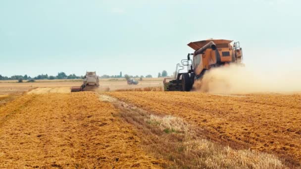 여름에는 밭에서 밀을 수확한다. 수확기와 로터 분리를 결합하여 넓게 퍼져 나가는 겨. 농사짓는 기계로 수확을 하는 과정: 잘 익은 낟알을 자르고 타작 한다 — 비디오
