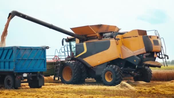 La descarga de granos en el camión mediante la descarga de barrena. Combine los cortes de cosechadoras y los umbrales de grano de trigo maduro. Cosecha de trigo en el campo en temporada de verano. Proceso de recolección de cultivos por maquinaria agrícola — Vídeos de Stock