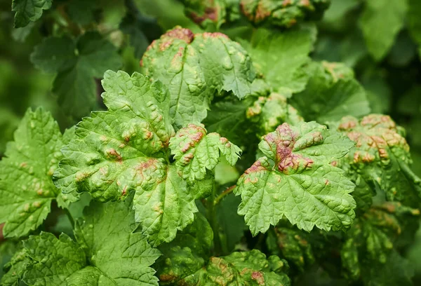 Perzik blad krullen op bessen bladeren. Gewone plantenziekten. Pukkelige of blaren bladeren vervormd door lichtgele bladluizen. Man met roodachtig of geelgroen blad, opgegeten door bladluizen met bessen — Stockfoto