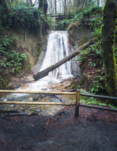 Stellar Northwestern Waterfall Cascading Flowing Fallen Log Lying Front Surrounded — Stock Photo, Image