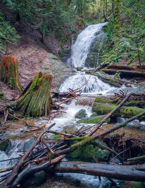 緑の植生に囲まれたバーチウッド樹皮とクーガー山の石炭クリークの滝を魅了 — ストック写真