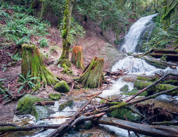 緑の植生に囲まれたバーチウッド樹皮とクーガー山の石炭クリークの滝を魅了 — ストック写真