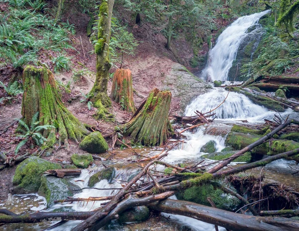 Cativando Coal Creek Falls Cougar Mountain Com Casca Bétula Cercada — Fotografia de Stock