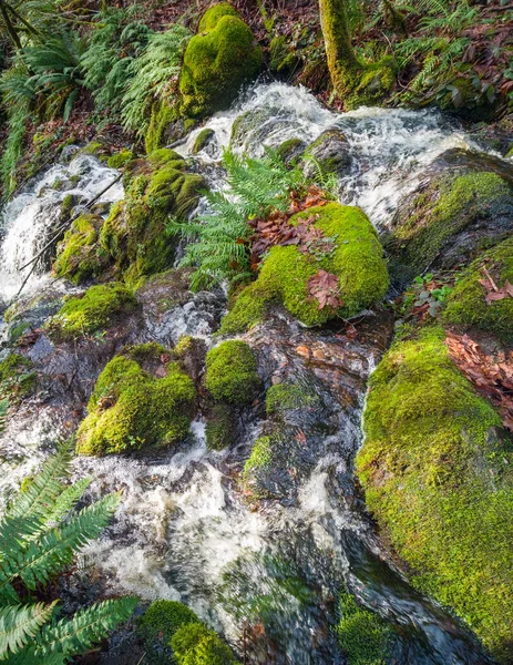 Scenic Far County Falls Boulders Ferns Red Leaves Lime Green — Stock Photo, Image