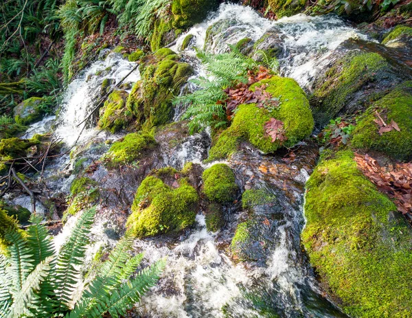 Scenic Far County Falls Boulders Ferns Red Leaves Lime Green — Stok Foto