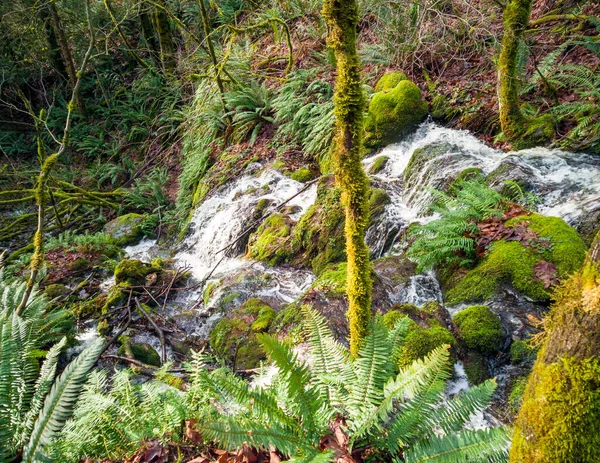 Scenic Far County Falls Com Pedras Samambaias Folhas Vermelhas Limão — Fotografia de Stock