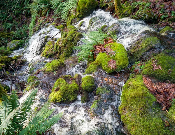 Scenic Far County Falls Com Pedras Samambaias Folhas Vermelhas Limão — Fotografia de Stock
