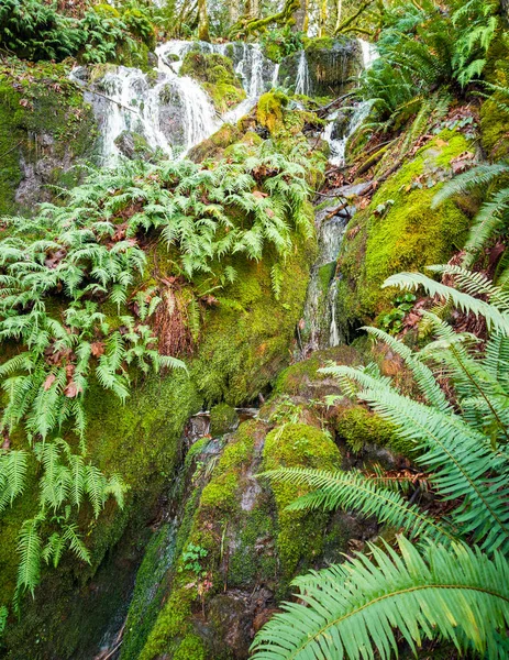 風光明媚な極東郡の滝岩シダの赤い葉石灰緑の苔ワシントン州の緑豊かな森林で覆われた枝 — ストック写真
