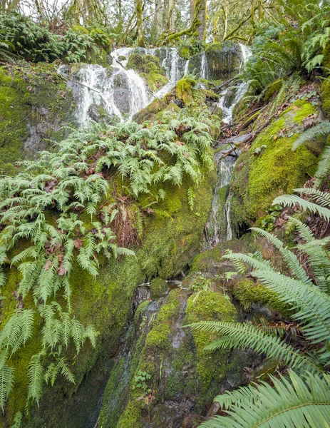 Γραφικοί Far County Falls Ογκόλιθους Φτέρες Κόκκινα Φύλλα Ασβέστη Πράσινα — Φωτογραφία Αρχείου