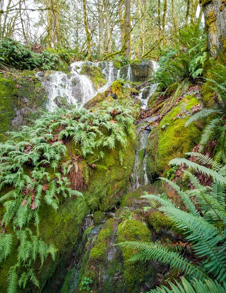 Scenic Far County Falls Boulders Ferns Red Leaves Lime Green — Stock Photo, Image