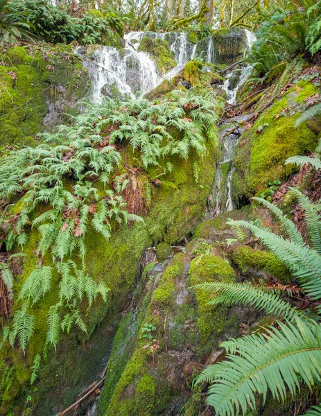 風光明媚な極東郡の滝岩シダの赤い葉石灰緑の苔ワシントン州の緑豊かな森林で覆われた枝 — ストック写真