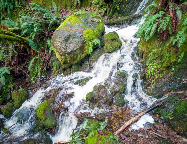 Scenic Far County Falls Boulders Ferns Red Leaves Lime Green — Stock Photo, Image