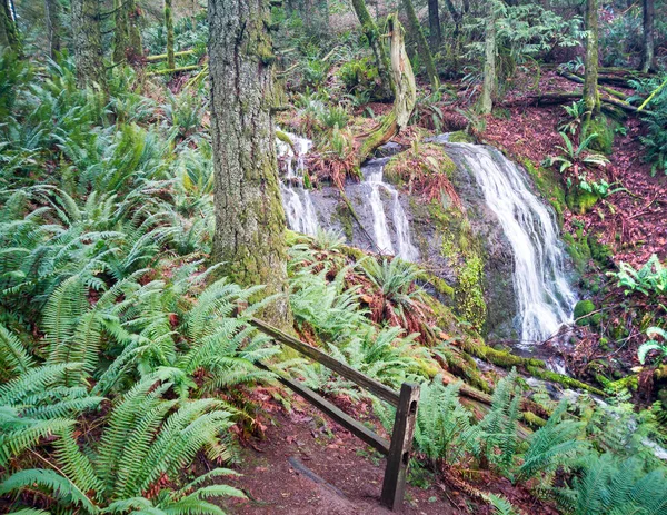 Величні Водоспади Сяють Зеленим Рослинним Життям Червоним Листям Штаті Вашингтон — стокове фото
