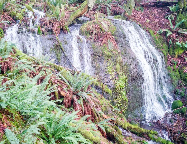 ワシントン州の緑の植物の生活と赤の葉で輝く雄大なダフティの滝 — ストック写真