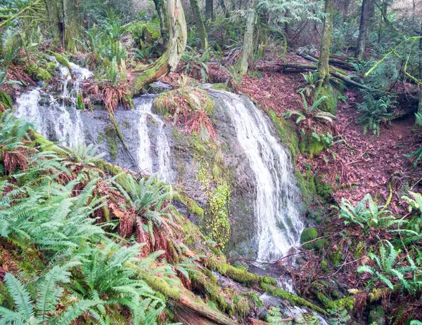 ワシントン州の緑の植物の生活と赤の葉で輝く雄大なダフティの滝 — ストック写真