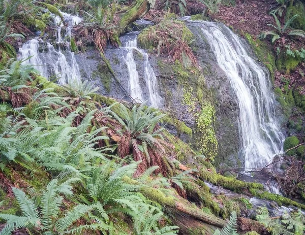 ワシントン州の緑の植物の生活と赤の葉で輝く雄大なダフティの滝 — ストック写真