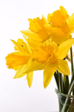 Buket sarı nergis. Beyaz arka plan üzerinde izole