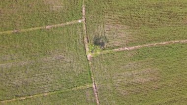 Üst manzara pirinç filizleri arasındaki küçük ağacı vurdu. Çok güzel bir pirinç tarlasının tepeden tırnağa görüntüsü. Chiang Rai, Tayland 'daki güzel pirinç tarlası görüntüsü.