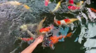 Renkli Koi balığı ya da süslü sazan balığı gölette yüzer. Renkli büyük koi sazan balığı, kohaku ya da Japon Koi Kohaku balığı sürüsü. Su siyahtır ve ışığın yansımasıdır..