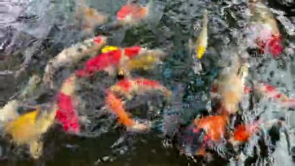 Peces Koi Coloridos Peces Carpa Lujo Nadando Estanque Grupo Carpas — Vídeo de stock