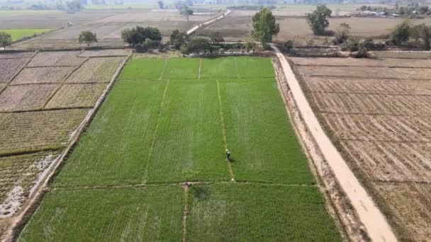 Los Granjeros Cabeza Dispararon Brotes Arroz Granja Vista Vertical Arriba — Vídeos de Stock