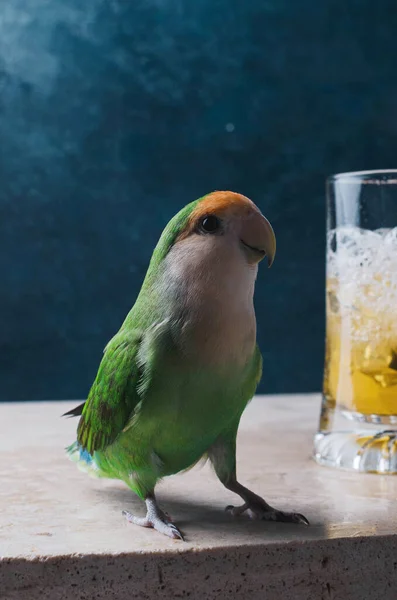 Funny parrot lovebird and glass with beer on marble table.