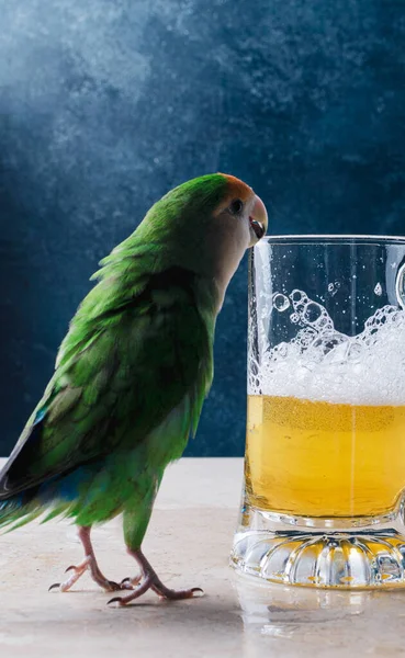 Funny parrot lovebird and glass with beer on marble table.