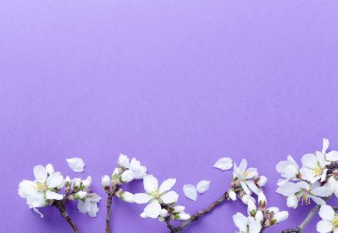 Bahar sınırı. Leylak kartında erik çiçekleri var. .