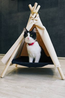 Evde oyuncu bir kedi var. Hayvanlarla samimi fotoğraf çekimi.