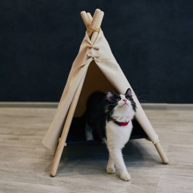 Evde oyuncu bir kedi var. Hayvanlarla samimi fotoğraf çekimi.