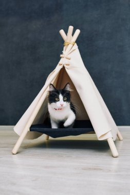 Evde oyuncu bir kedi var. Hayvanlarla samimi fotoğraf çekimi.