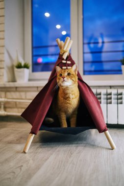 Evde oyuncu bir kedi var. Hayvanlarla samimi fotoğraf çekimi.