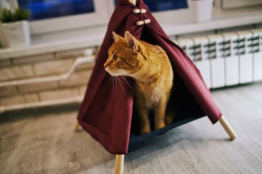 Evde oyuncu bir kedi var. Hayvanlarla samimi fotoğraf çekimi.