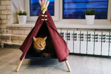 Evde oyuncu bir kedi var. Hayvanlarla samimi fotoğraf çekimi.