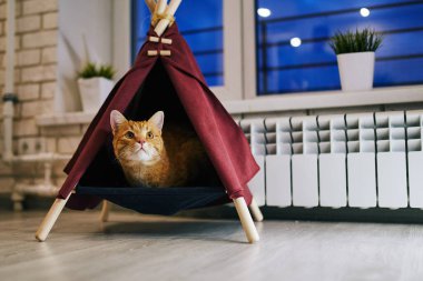 Evde oyuncu bir kedi var. Hayvanlarla samimi fotoğraf çekimi.