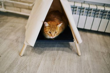 Evde oyuncu bir kedi var. Hayvanlarla samimi fotoğraf çekimi.