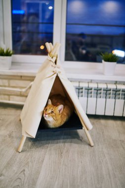 Evde oyuncu bir kedi var. Hayvanlarla samimi fotoğraf çekimi.