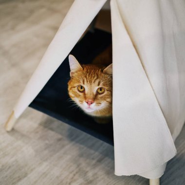 Evde oyuncu bir kedi var. Hayvanlarla samimi fotoğraf çekimi.