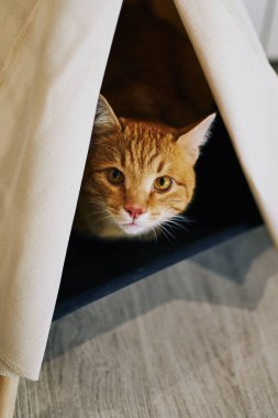 Evde oyuncu bir kedi var. Hayvanlarla samimi fotoğraf çekimi.