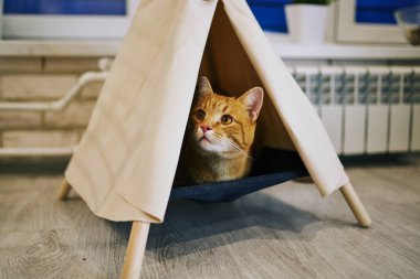 Evde oyuncu bir kedi var. Hayvanlarla samimi fotoğraf çekimi.