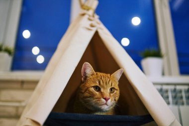 Evde oyuncu bir kedi var. Hayvanlarla samimi fotoğraf çekimi.