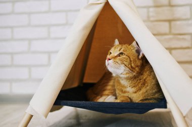 Evde oyuncu bir kedi var. Hayvanlarla samimi fotoğraf çekimi.