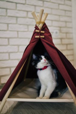 Evde oyuncu bir kedi var. Hayvanlarla samimi fotoğraf çekimi.